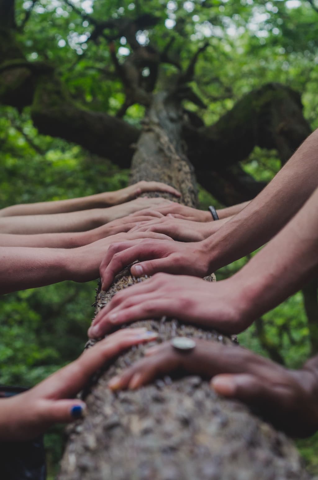 imagen de manos sobre un árbol